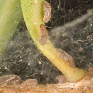 thumbnail for publication: A Webbing Barklouse, A Psocid, Archipsocus nomas Gurney (Insecta: Psocoptera: Archipsocidae)